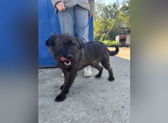 Szálka, zauberhafter junger Rüde