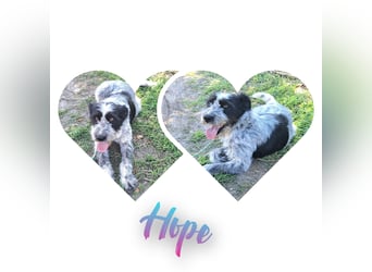 Hündin Hope, möchte Rumänien schnell verlassen