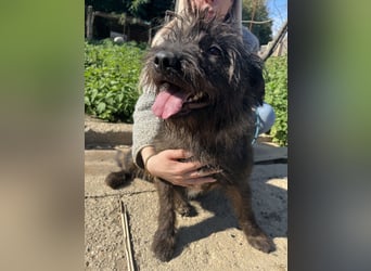 Szálka, zauberhafter junger Rüde