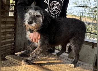 Nyuszi wartet sehnsüchtig auf dich