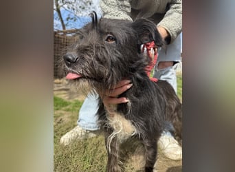 Lidi, fröhliche, aktive Hündin