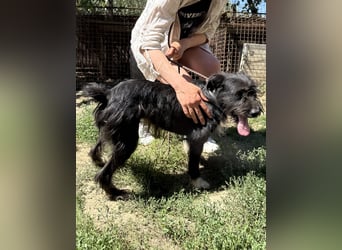 Lidi, fröhliche, aktive Hündin