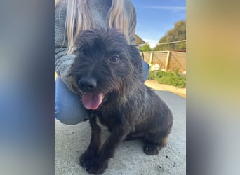 Szálka, zauberhafter junger Rüde