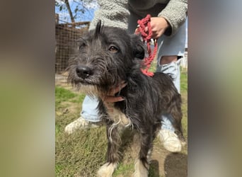 Lidi, fröhliche, aktive Hündin