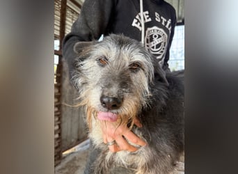 Nyuszi wartet sehnsüchtig auf dich