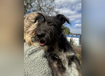 Lidi, fröhliche, aktive Hündin