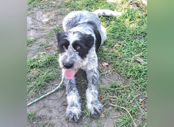 Hündin Hope, möchte Rumänien schnell verlassen