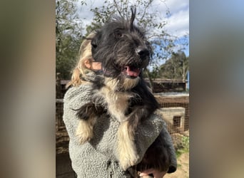 Lidi, fröhliche, aktive Hündin