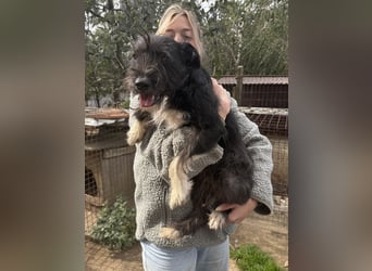 Lidi, fröhliche, aktive Hündin