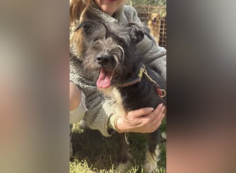 Lidi, fröhliche, aktive Hündin