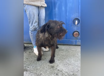 Szálka, zauberhafter junger Rüde