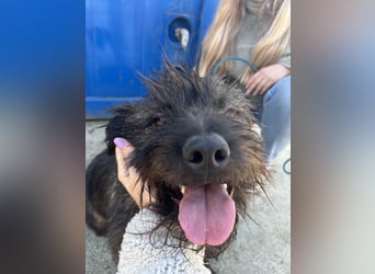 Szálka, zauberhafter junger Rüde