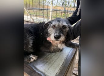 Nyuszi wartet sehnsüchtig auf dich