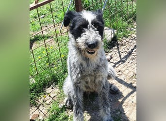 Hündin Hope, möchte Rumänien schnell verlassen