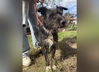 Lidi, fröhliche, aktive Hündin