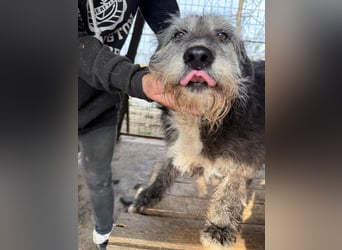 Nyuszi wartet sehnsüchtig auf dich