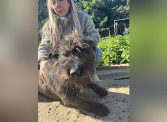 Szálka, zauberhafter junger Rüde