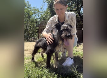 Lidi, fröhliche, aktive Hündin