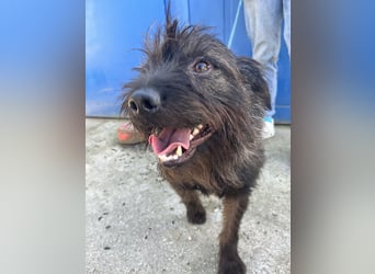 Szálka, zauberhafter junger Rüde