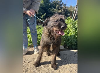 Szálka, zauberhafter junger Rüde