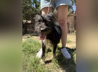 Lidi, fröhliche, aktive Hündin