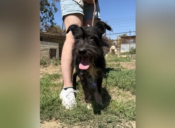 Lidi, fröhliche, aktive Hündin