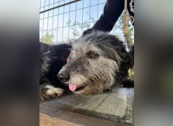 Nyuszi wartet sehnsüchtig auf dich