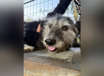 Nyuszi wartet sehnsüchtig auf dich