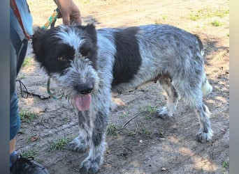 Hündin Hope, möchte Rumänien schnell verlassen