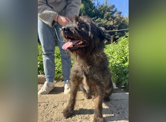 Szálka, zauberhafter junger Rüde