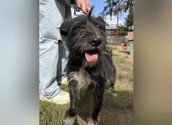 Lidi, fröhliche, aktive Hündin