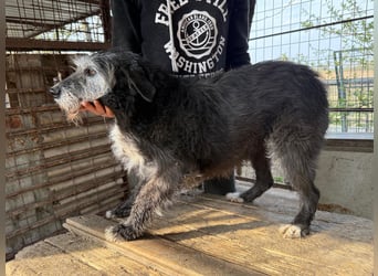 Nyuszi wartet sehnsüchtig auf dich