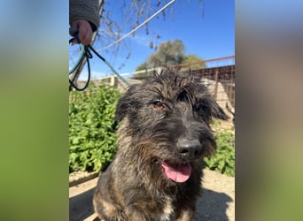 Szálka, zauberhafter junger Rüde