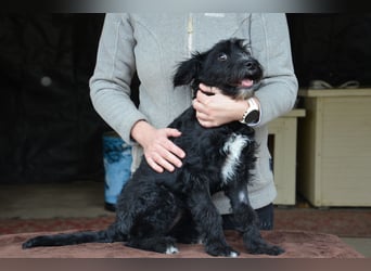 Traumhund Bringa in Essen