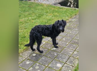 Traumhund Bringa in Essen