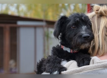 Traumhund Bringa in Essen