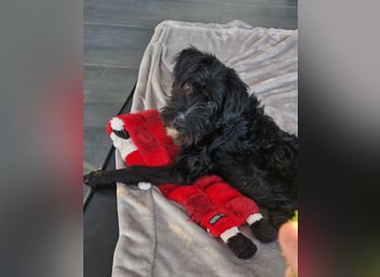 Traumhund Bringa in Essen