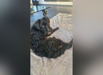 Traumhund Bringa in Essen