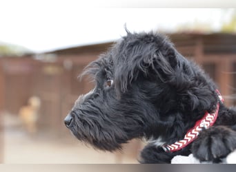 Traumhund Bringa in Essen