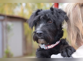 Traumhund Bringa in Essen