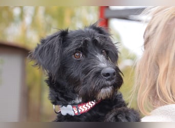 Traumhund Bringa in Essen