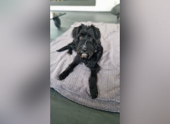 Traumhund Bringa in Essen