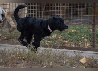 Traumhund Bringa in Essen