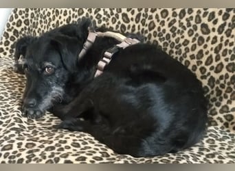 Feliciti - liebevoll und treu - Tierhilfe Franken e.V.