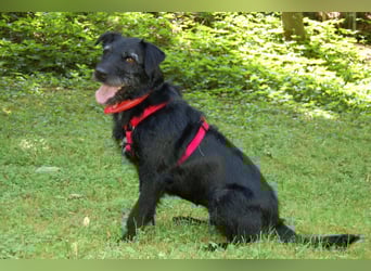 Feliciti - sensible, schlaue junge Hündin - Tierhilfe Franken e.V.