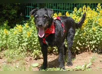 Feliciti - liebevoll und treu - Tierhilfe Franken e.V.