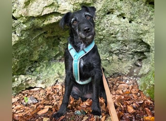 Feliciti - liebevoll und treu - Tierhilfe Franken e.V.