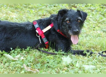 Feliciti - sensible, schlaue junge Hündin - Tierhilfe Franken e.V.