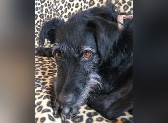 Feliciti - liebevoll und treu - Tierhilfe Franken e.V.