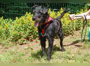 Feliciti - sensible, schlaue junge Hündin - Tierhilfe Franken e.V.